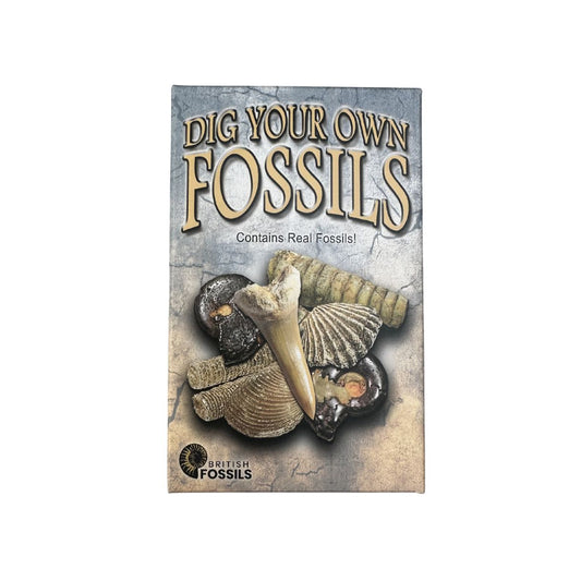 'Dig Your Own Fossils' box kit with fossil images on a white background