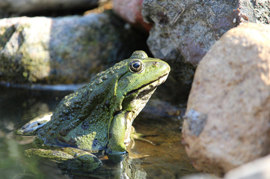 3 ways you and your children can create wildlife nooks in your garden