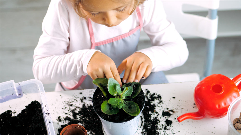 Connect With Nature At Home