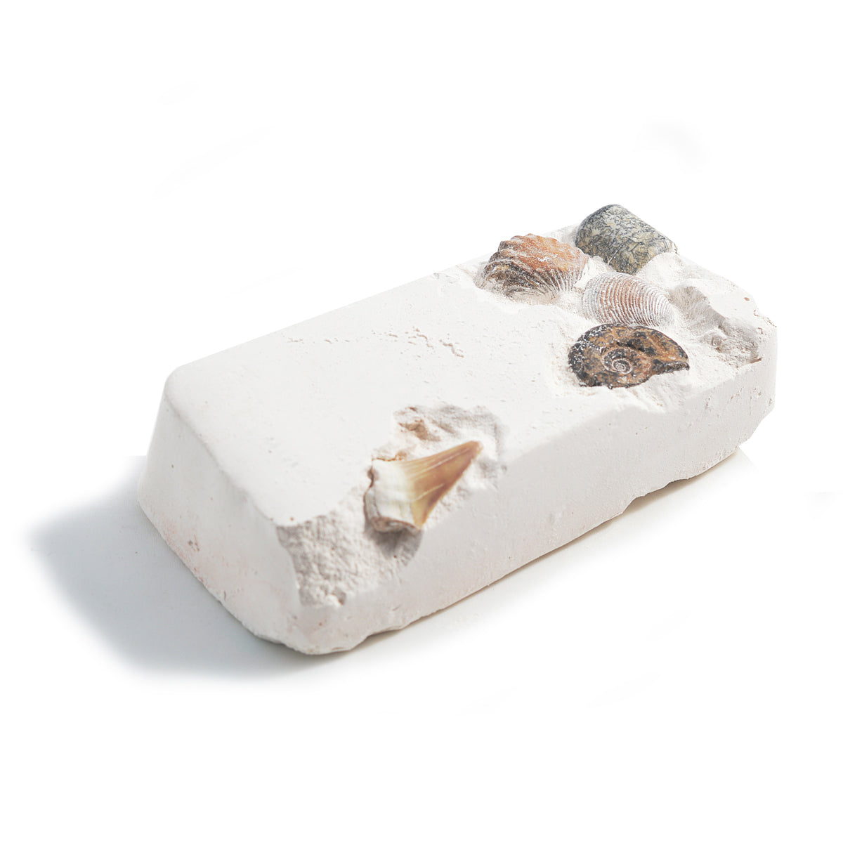 Dig Your Own Fossils