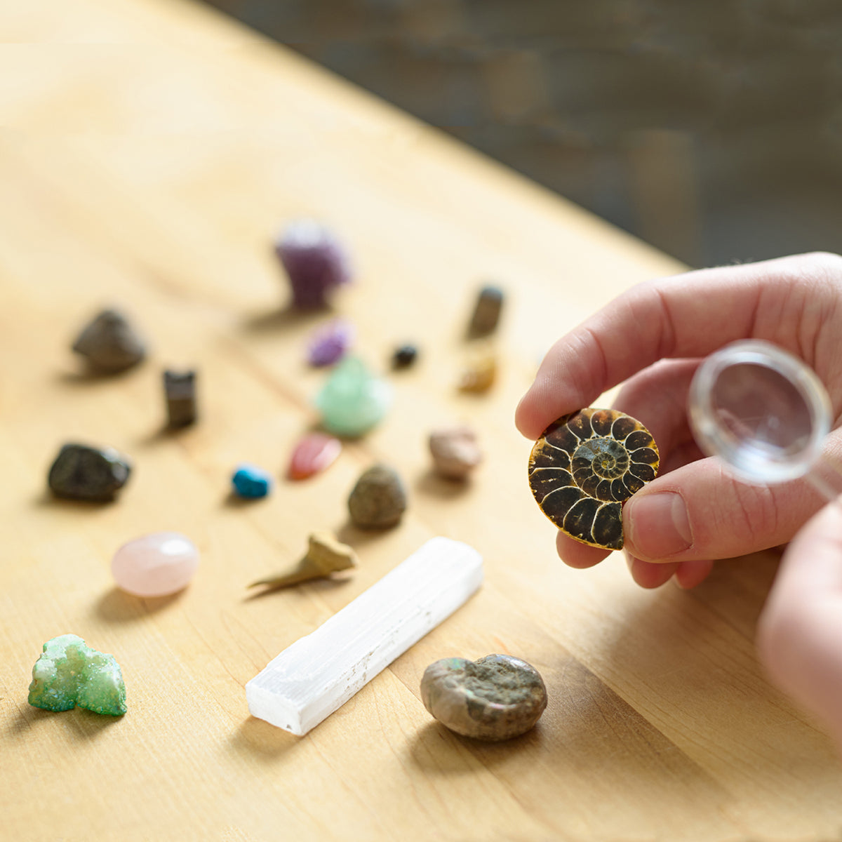 Fossil & Mineral Discovery Kit