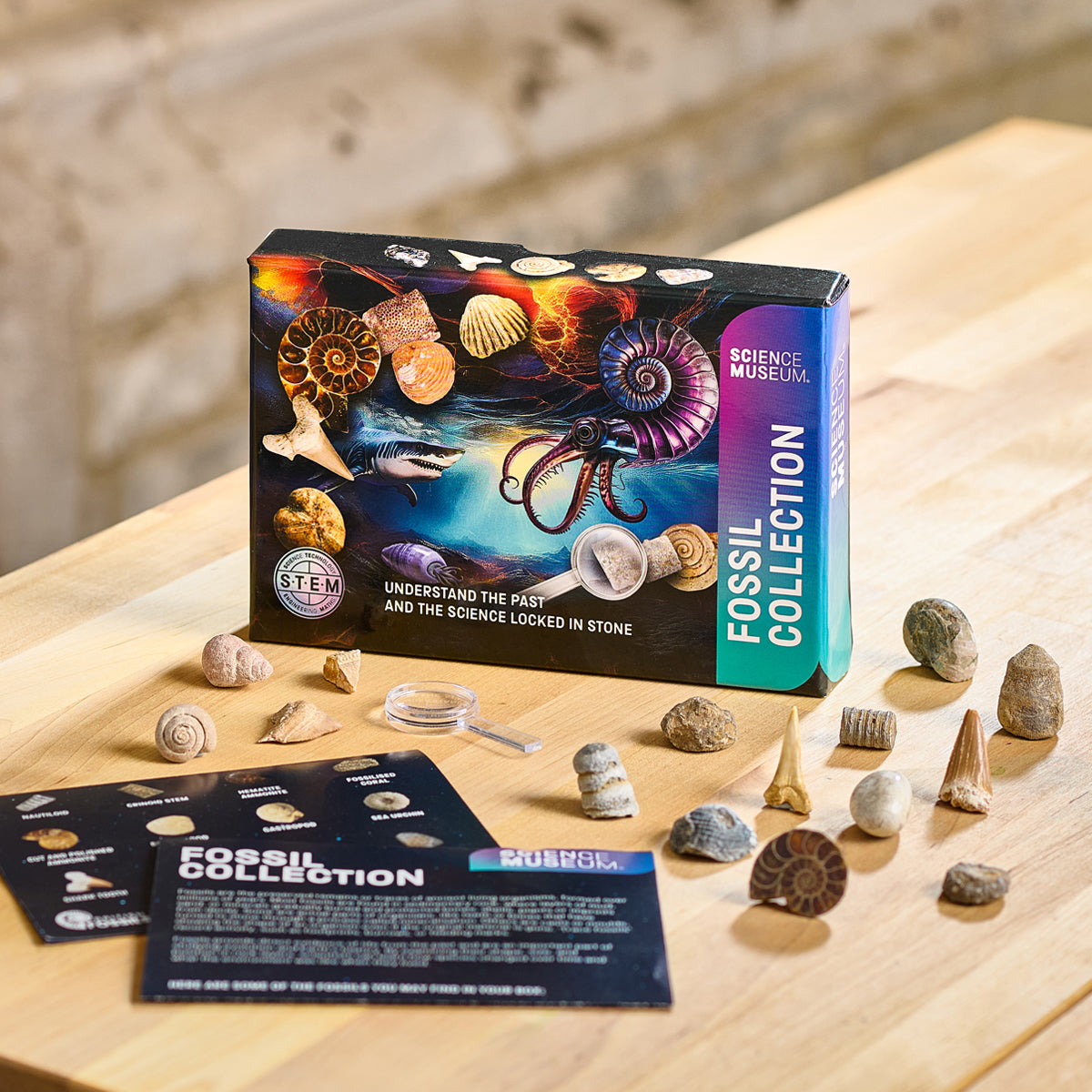 Fossil Collection Kit