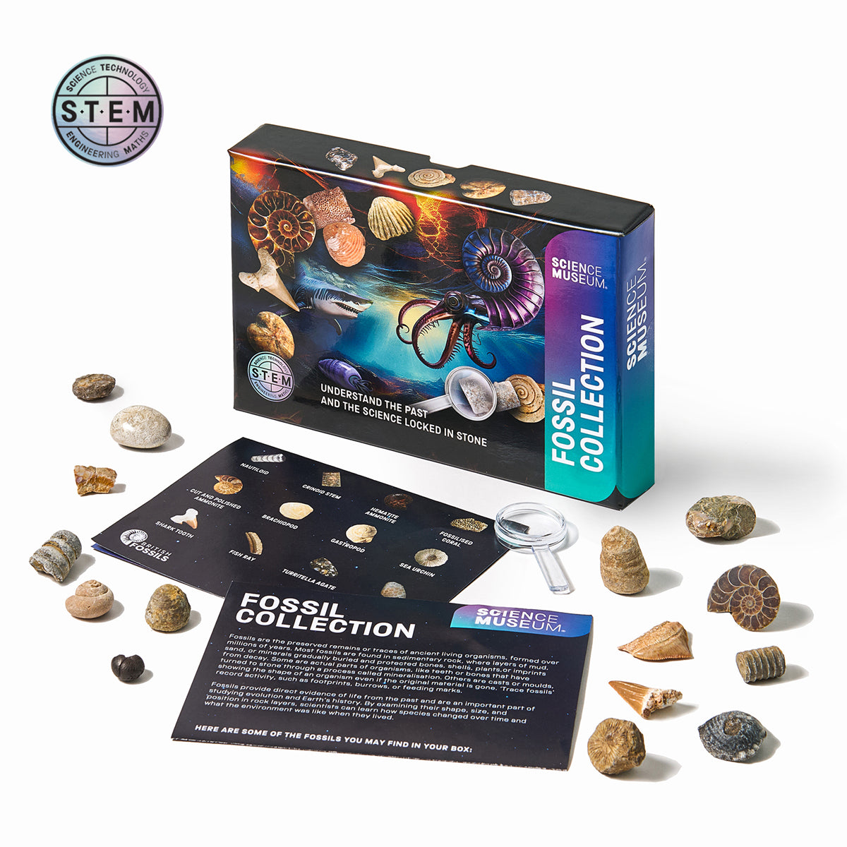 Fossil Collection Kit