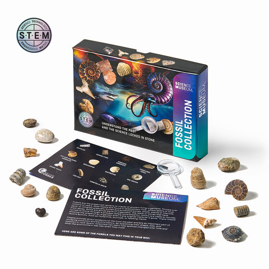 Fossil Collection Kit